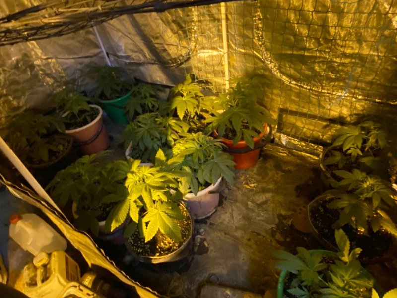 В Киреевске сотрудниками УКОН установлен подозреваемый в незаконном культивировании наркосодержащих растений и хранении оружия